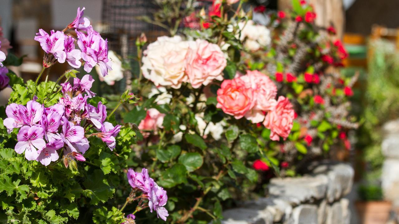 أجيا روميلي Pachnes Bed And Breakfast المظهر الخارجي الصورة
